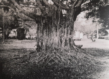 Fotografia intitolato "Roots" da Pauline Clukker, Opera d'arte originale, fotografia a pellicola