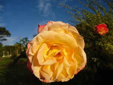 Fotografie getiteld "Rosa amarela" door Paulo Gonzalez, Origineel Kunstwerk