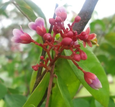 Fotografia zatytułowany „Flor da carambola” autorstwa Paulo Gonzalez, Oryginalna praca, Fotografia nie manipulowana