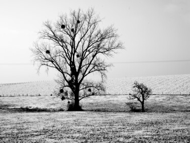 Photographie intitulée "L'arbre gelé" par Paulous, Œuvre d'art originale, Photographie numérique Monté sur Autre panneau rig…