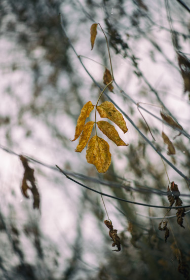 Фотография под названием "Autumn etude №6" - Pavel Olhovski, Подлинное произведение искусства, Цифровая фотография