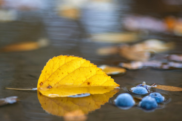 Фотография под названием "Autumn etude №8" - Pavel Olhovski, Подлинное произведение искусства, Цифровая фотография