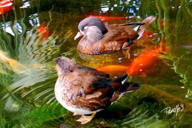 Digital Arts titled "Koi Pond Ducks" by Jim Pavelle, Original Artwork