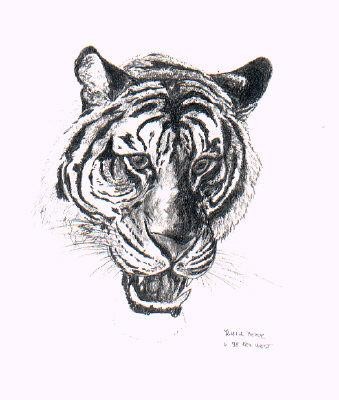 Drawing titled "Tiger II" by Pavouk7, Original Artwork, Pencil