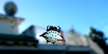 Photographie intitulée "dscn3925.jpg insect…" par Le Sage Coyote, Œuvre d'art originale