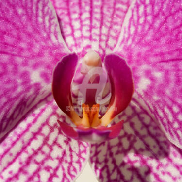 Photography titled "Orchidée rose" by Pierre Boillon, Original Artwork, Digital Photography