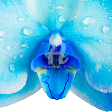 Fotografia zatytułowany „Coeur orchidée bleue” autorstwa Pierre Boillon, Oryginalna praca, Fotografia cyfrowa