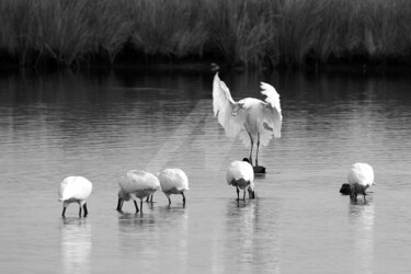 Réunion de spatules en Camargue Photography titled "Réunion de spatules…" by Pierre Boillon, Original Art, Digital Photography