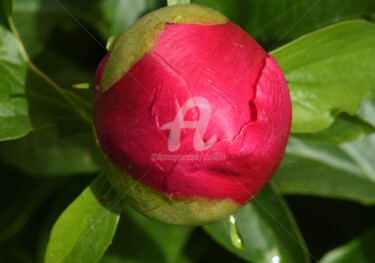 Photographie intitulée "Poisson pivoine" par Pierre Boillon, Œuvre d'art originale, Photographie numérique