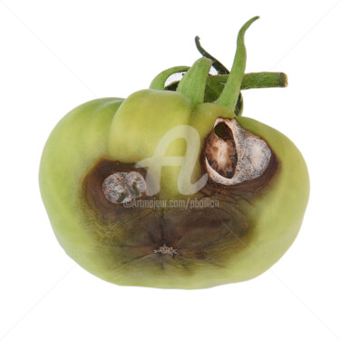 Фотография под названием "Tomate verte" - Pierre Boillon, Подлинное произведение искусства, Цифровая фотография