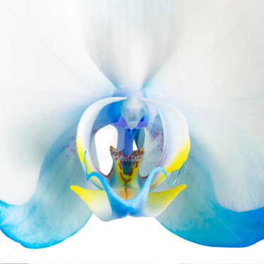 Фотография под названием "Orchidée bleue" - Pierre Boillon, Подлинное произведение искусства, Цифровая фотография