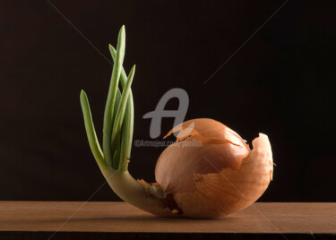 Photographie intitulée "Oignon germé" par Pierre Boillon, Œuvre d'art originale, Photographie numérique