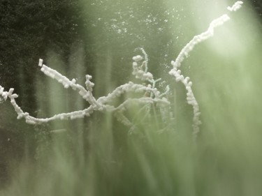 Installation intitulée "Salix Delirium Trem…" par Patrice Bucher, Œuvre d'art originale, Autre