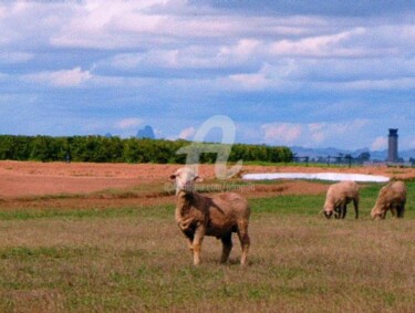 Photography titled "Yuma Lambs on the M…" by Drapala Gallery, Original Artwork
