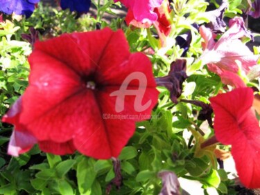 Photography titled "Poppy red petunia" by Drapala Gallery, Original Artwork