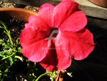 Photography titled "Single red beauty p…" by Drapala Gallery, Original Artwork