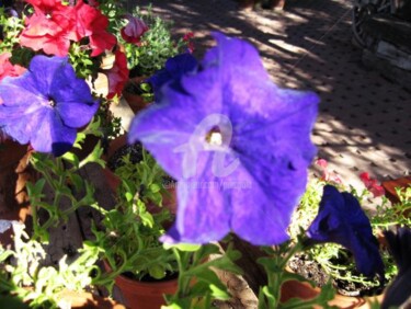 Photography titled "Lavender petunias" by Drapala Gallery, Original Artwork