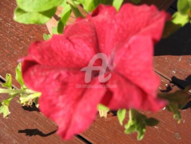 Photography titled "Orange red petunia" by Drapala Gallery, Original Artwork