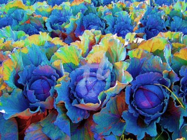 Photography titled "Yuma Cabbages - Pho…" by Drapala Gallery, Original Artwork