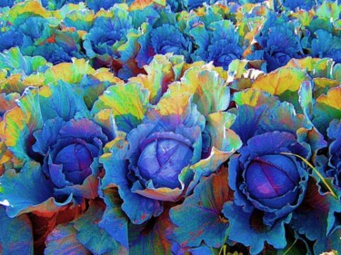 Photography titled "Yuma Cabbages - Pho…" by Drapala Gallery, Original Artwork