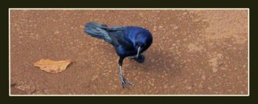 Photography titled "Crow.jpg" by Pedro De La Montaña, Original Artwork