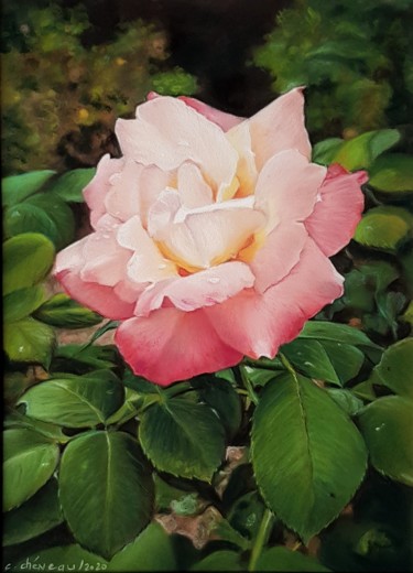 Dessin intitulée "Rose d'Ussé" par Cathy Cheneau, Œuvre d'art originale, Pastel