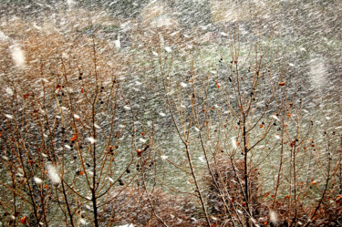 Photography titled "Trees and Snow" by Pellicano, Original Artwork, Digital Photography