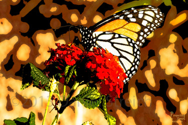 Photography titled "Monarch Butterfly L…" by Perspective By Daniel, Original Artwork
