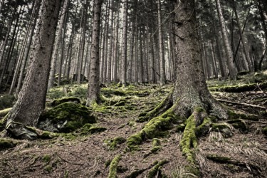Fotografía titulada "Wald" por Peter Reichel, Obra de arte original