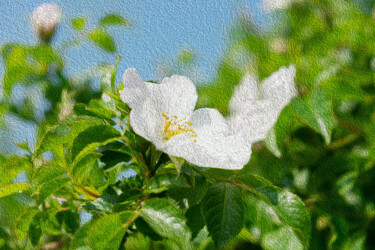 Fotografie mit dem Titel "Blüte in Öl" von Peter Reichel, Original-Kunstwerk, Digitale Fotografie