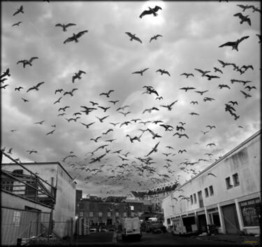 Fotografia intitolato "The birds" da Peter Soyman, Opera d'arte originale, Fotografia digitale