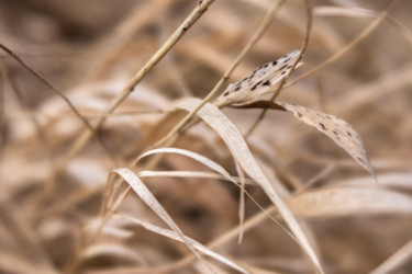 Photography titled "Feuilles de roseaux" by Nao Fujiwara, Original Artwork, Non Manipulated Photography