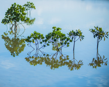 Fotografie getiteld "Mangroves" door Nao Fujiwara, Origineel Kunstwerk, Niet gemanipuleerde fotografie