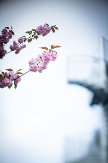 Photographie intitulée "Fleurs de cerisier…" par Nao Fujiwara, Œuvre d'art originale, Photographie numérique