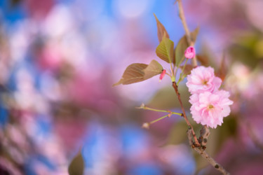Photographie intitulée "Cerisier en fleur" par Nao Fujiwara, Œuvre d'art originale, Photographie non manipulée