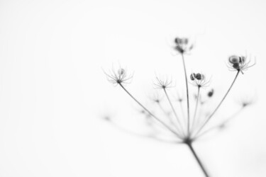 Photographie intitulée "Fleurs de givre" par Nao Fujiwara, Œuvre d'art originale, Photographie numérique