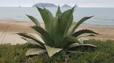 Fotografia intitulada "Kontraste der Natur" por Petra Hüther, Obras de arte originais