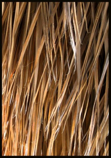 Fotografia intitolato "Palm Tree" da Maria Novella Petruso, Opera d'arte originale