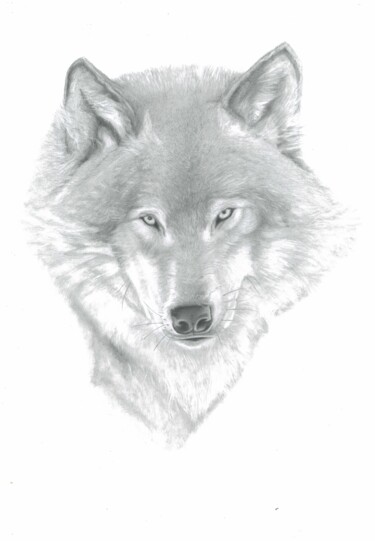 Drawing titled "Loup" by Philip Dietrich, Original Artwork, Graphite