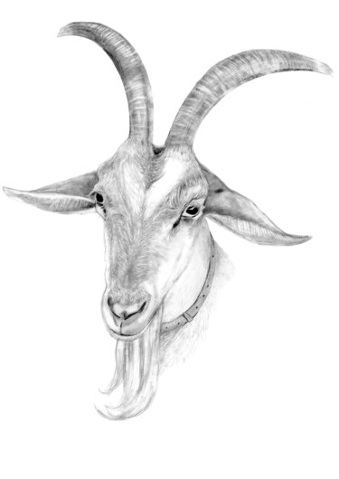 Dessin intitulée "Chèvre" par Philip Dietrich, Œuvre d'art originale, Graphite