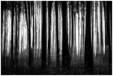 Fotografie getiteld "Wald, Österreich" door Philipp Schweighofer, Origineel Kunstwerk, Digitale fotografie