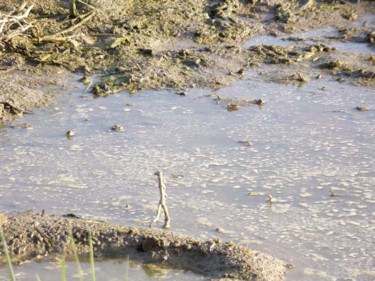 Fotografie getiteld "L'esprit de Camargue" door Philippe Reclus, Origineel Kunstwerk, Niet gemanipuleerde fotografie