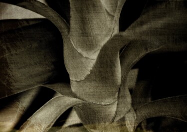 Photographie intitulée "Yucca" par Philippe Berthier, Œuvre d'art originale, Photographie numérique