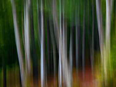 Fotografía titulada "Trees....." por Philippe Berthier, Obra de arte original, Fotografía digital