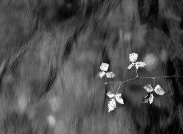 Photography titled "Comme une Branche..…" by Philippe Berthier, Original Artwork, Digital Photography
