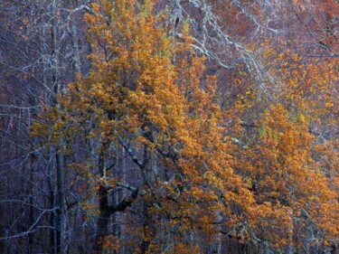 Fotografía titulada "Une Palette de coul…" por Philippe Berthier, Obra de arte original, Fotografía digital