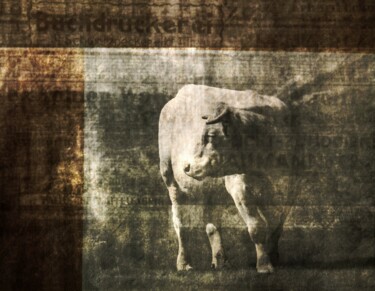 Photography titled "A Cow in a No Man's…" by Philippe Berthier, Original Artwork, Digital Photography