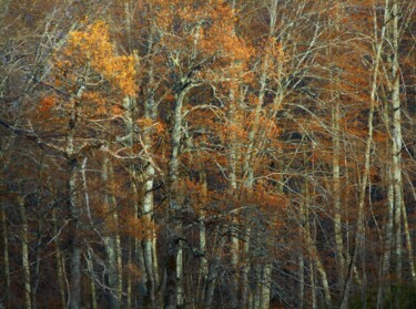 Photographie intitulée "Sur un arbre perché…" par Philippe Berthier, Œuvre d'art originale, Photographie numérique