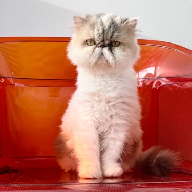 Photography titled "Kartell cat" by Philippe Combis (PhilIppe CBS), Original Artwork, Non Manipulated Photography