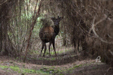 Fotografia intitulada "daguet cerf.jpg" por Philippe Nannetti, Obras de arte originais